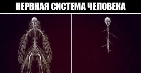 Нервная система до