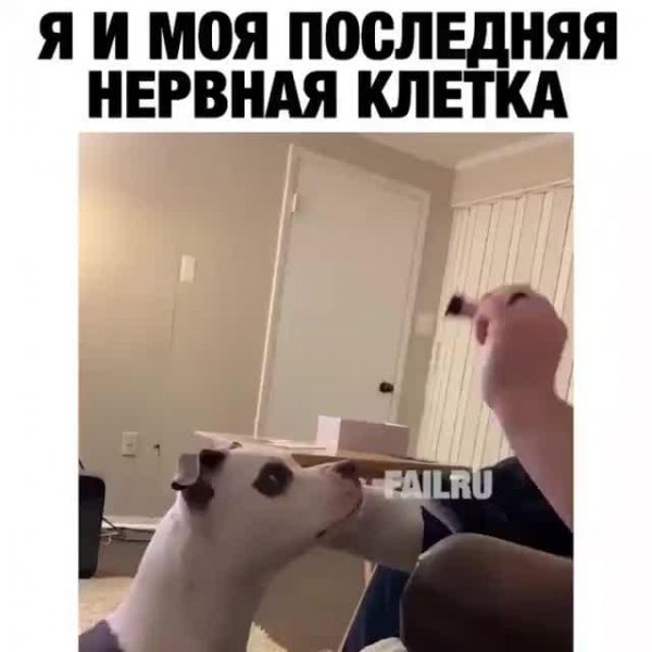 Я И моя последняя нервная клетка