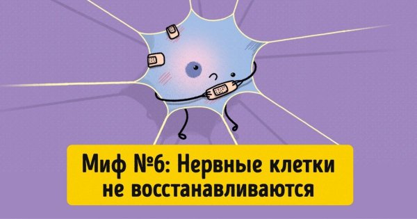 Нервные клетки восстанавливаются