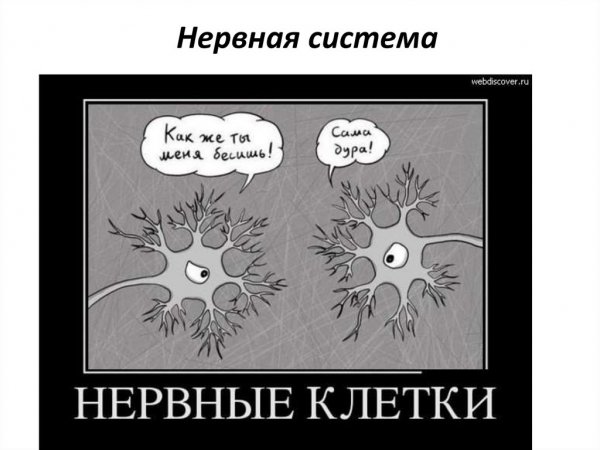 Последняя нервная клетка