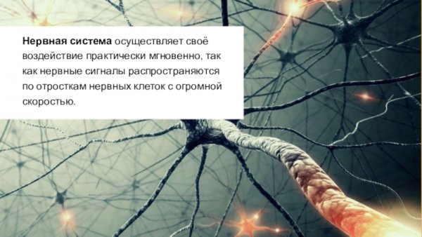 Последняя нервная клетка