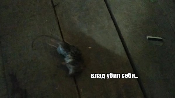 Марк не тупой