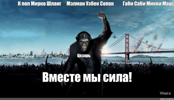 Обезьяны вместе сильный