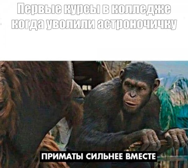 Обезьяны вместе сила