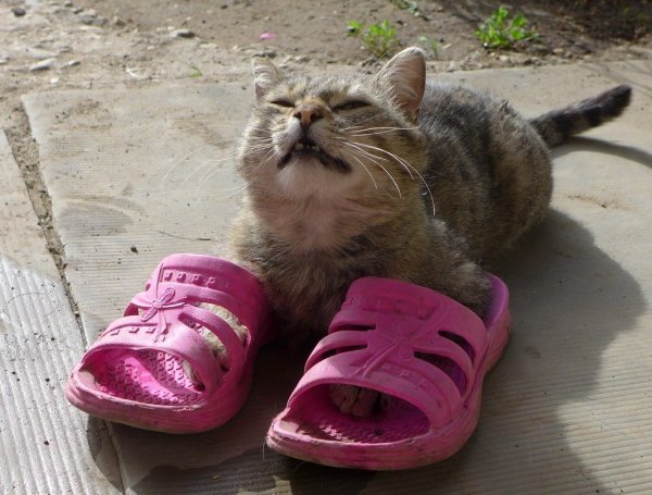 Коты в шлепках