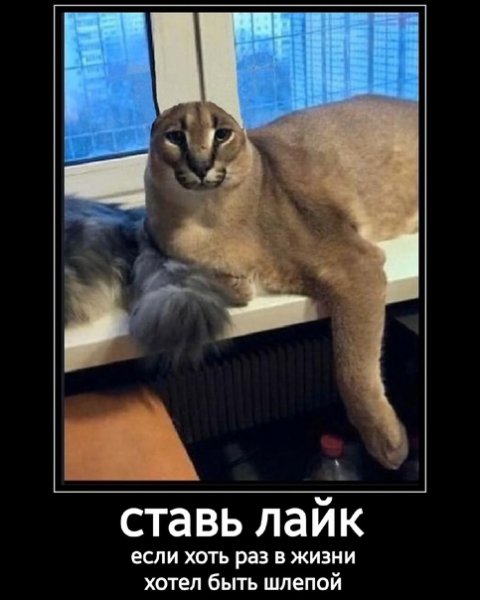 Шлёпа Мем кот