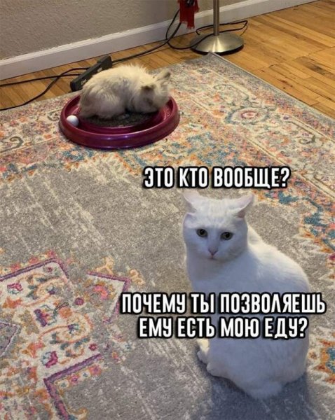 Я тебе какое плохое зло сделал