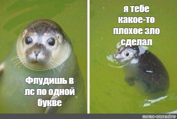 Уплывающий тюлень