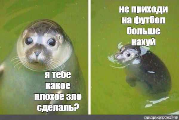 Мемы с тюленями