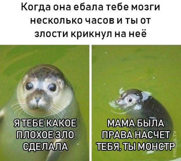 Какое зло я тебе сделал кот
