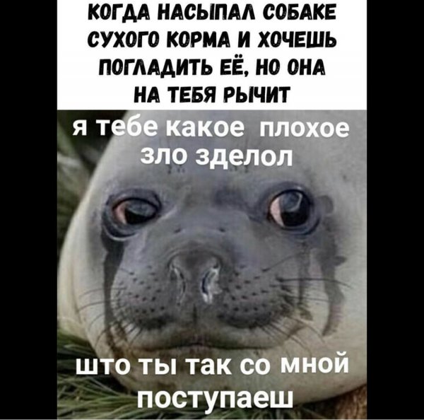 Тюлень плохое зло