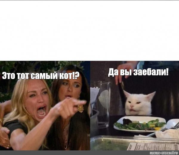 Коты мемы Аче всмысле