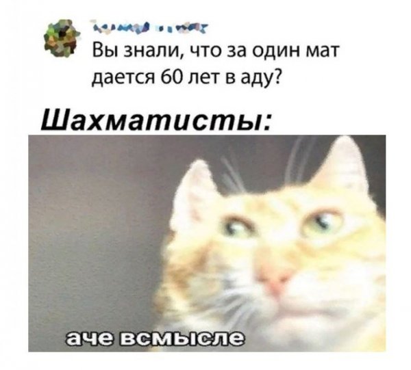 А чо всмысле кот
