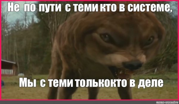 Волк из сумерек Мем