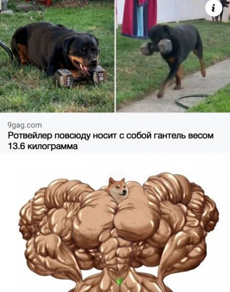 Накаченный пес и маленький Мем