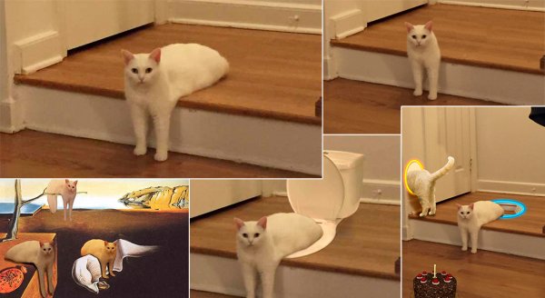 Коты мемы
