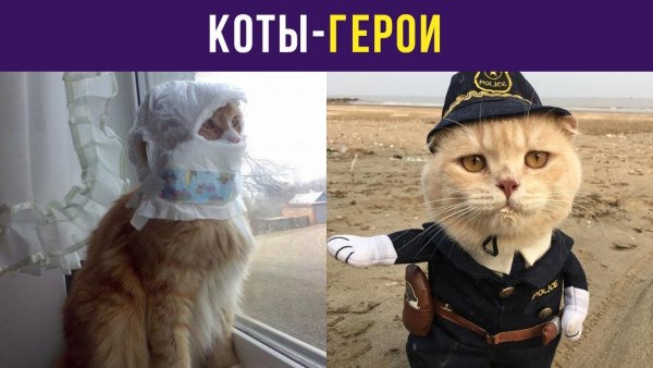 Алексей Сова мемы с котами