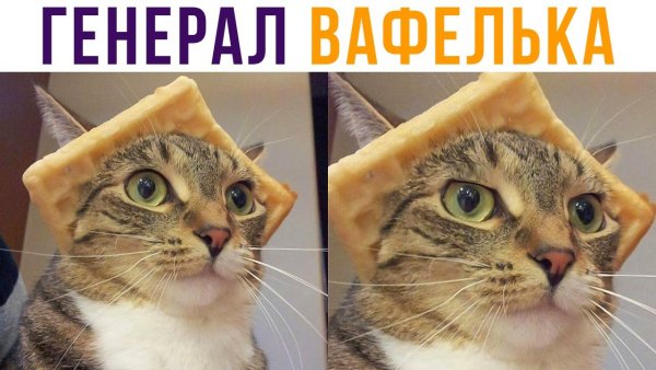 ТРОЛЛИНГ котов