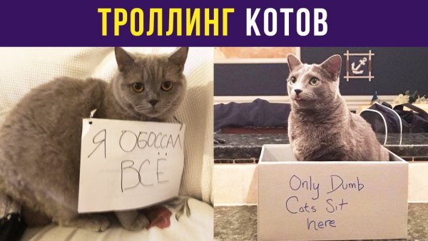 Сова кот арт