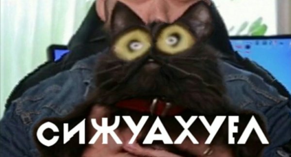 Вы осознаете кот