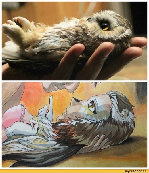 Мемы с совами