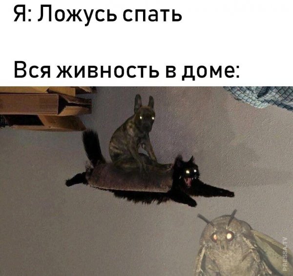 Мемы с совами