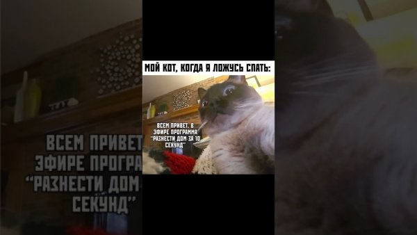 Голубь Анатолий Мем
