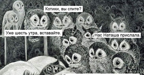 Коты и Совы Наташа