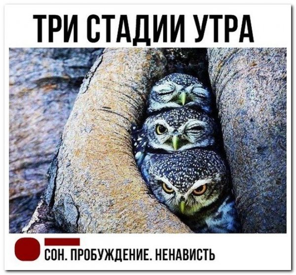 Кот Обжора