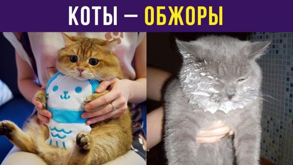 Сервер Алексея Совы