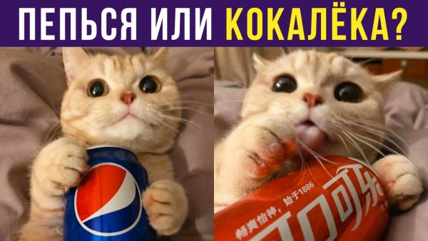Мемы с совами