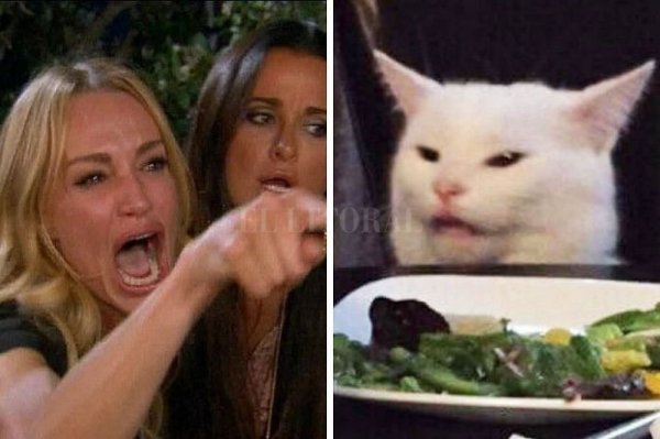 Девушки орут на кота