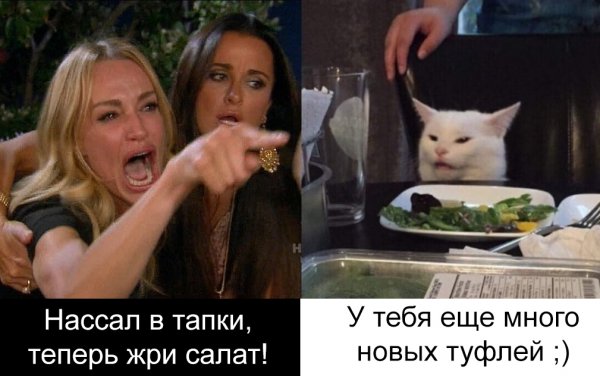 Мемы с котом за столом