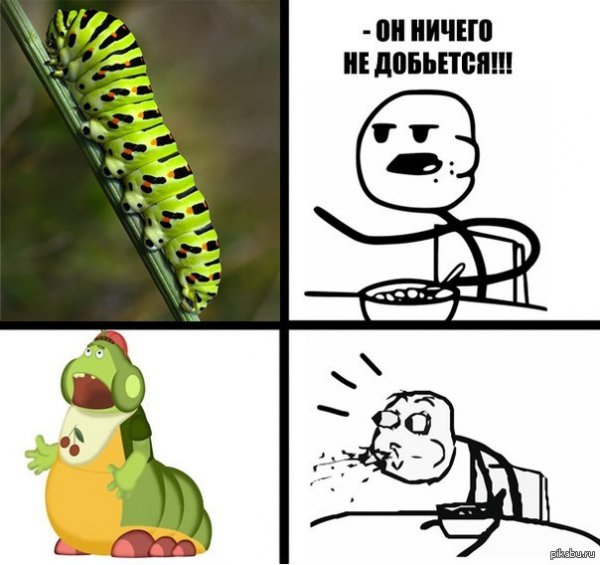 Мемы про гусениц