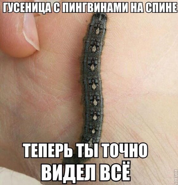 Гусеница Мем