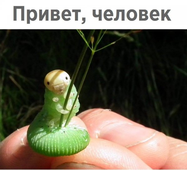 Смешная гусеница Мем