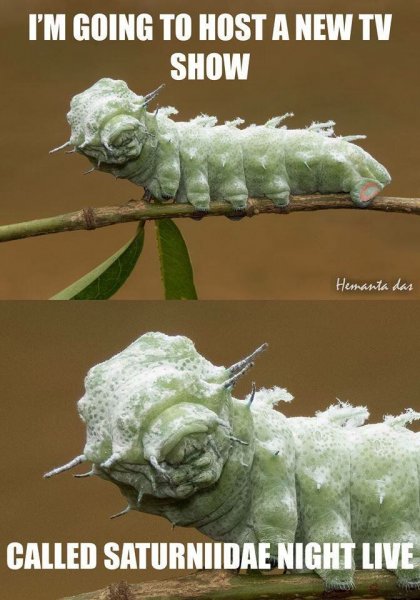 Caterpillar гусеница Мем