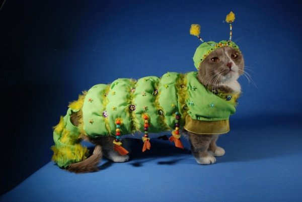 Кошка в костюме гусенички