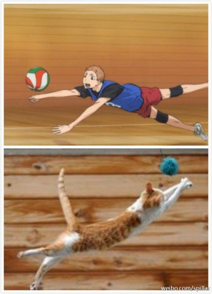 Haikyuu Мем