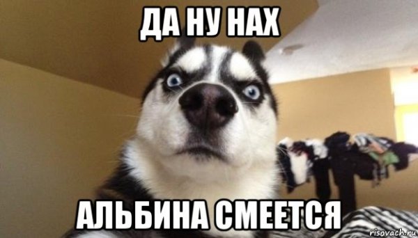 Сын собаки Мем