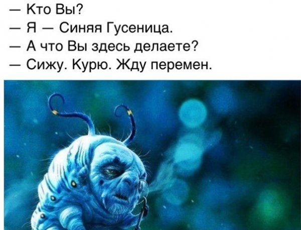 Синяя гусеница цитаты