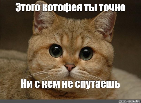 Кот Пидрила