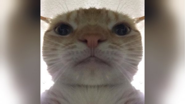 Мемы про то как кот смотрит в камеру (50 фото)