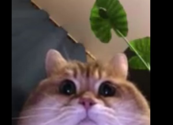 Кот которы йсмотрит в ксмеру