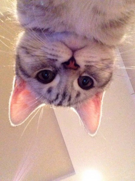 Милый котик смотрит в камеру