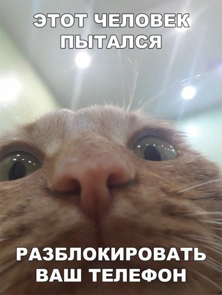 Кот которы йсмотрит в ксмеру