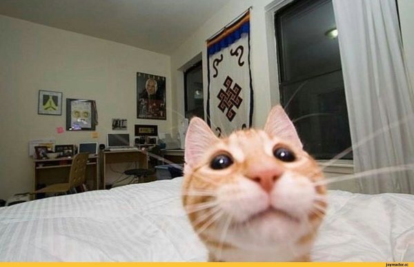 Коты в камере