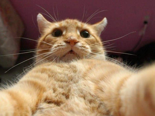 Рыжий кот селфи