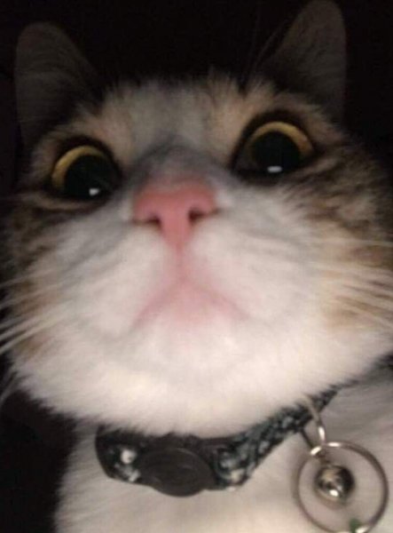 Кот в камере Мем