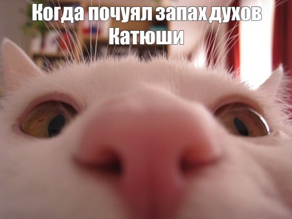 Кот заглядывает в камеру